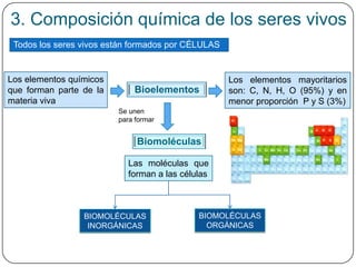 Bioelementos
Los elementos químicos
que forman parte de la
materia viva
Biomoléculas
Las moléculas que
forman a las células
3. Composición química de los seres vivos
Todos los seres vivos están formados por CÉLULAS
Los elementos mayoritarios
son: C, N, H, O (95%) y en
menor proporción P y S (3%)
Se unen
para formar
BIOMOLÉCULAS
INORGÁNICAS
BIOMOLÉCULAS
ORGÁNICAS
 