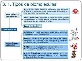 BIOMOLÉCULAS
INORGÁNICAS
Sales minerales: Participan en varias funciones (forman
caparazones de crustáceos, forman esqueletos de vertebrados
e intervienen en la contracción muscular)
BIOMOLÉCULAS
ORGÁNICAS
Proteínas: Formadas por aminoácidos. Tienen varias
funciones (estructural, transporte, defensiva…).
Lípidos: Destacan las grasas (con función de reserva
energética en animales) y los fosfolípidos y colesterol
(forman las membranas celulares).
Glúcidos: Formados por monosacáridos. Tienen la función
de reserva energética y estructural.
Agua: sustancia más abundante de los seres vivos. Es donde
se realizan todas las reacciones químicas del organismo, y el
medio de transporte de sustancias.
BIOMOLÉCULAS
Ácidos Nucleicos: Formados por nucleótidos. Son el
ADN (contiene la información genética) y el ARN (interviene
en la síntesis de proteínas).
Gases (O2, N2, CO2)
3. 1. Tipos de biomoléculas
 