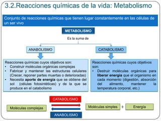 Conjunto de reacciones químicas que tienen lugar constantemente en las células de
un ser vivo
Es la suma de
3.2.Reacciones químicas de la vida: Metabolismo
METABOLISMO
Reacciones químicas cuyos objetivos son:
• Construir moléculas orgánicas complejas
• Fabricar y mantener las estructuras celulares
(Crecer, reponer partes muertas o deterioradas)
• Necesita aporte de energía que se obtiene del
sol (células fotosintéticas) y de la que se
produce en el catabolismo
Reacciones químicas cuyos objetivos
son:
• Destruir moléculas orgánicas para
liberar energía que el organismo en
cada momento (digestión, absorción
del alimento, mantener la
temperatura corporal, etc.)
ANABOLISMO CATABOLISMO
Moléculas complejas Moléculas simples Energía
CATABOLISMO
ANABOLISMO
 