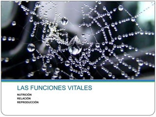 LAS FUNCIONES VITALES
NUTRICIÓN
RELACIÓN
REPRODUCCIÓN
 