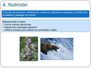 Conjunto de procesos mediante los cuales los organismos adquieren y transforman
la materia y energía del exterior
Mediante ella la célula:
 Forma nuevas estructuras
 Repone los materiales gastados
 Obtiene energía para realizar las actividades vitales
4. Nutrición
 
