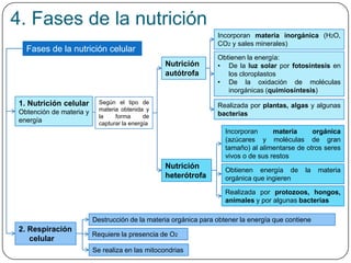 4. Fases de la nutrición
Fases de la nutrición celular
Según el tipo de
materia obtenida y
la forma de
capturar la energía
1. Nutrición celular
Obtención de materia y
energía
2. Respiración
celular
Nutrición
autótrofa
Nutrición
heterótrofa
Incorporan materia inorgánica (H2O,
CO2 y sales minerales)
Obtienen la energía:
• De la luz solar por fotosíntesis en
los cloroplastos
• De la oxidación de moléculas
inorgánicas (quimiosíntesis)
Incorporan materia orgánica
(azúcares y moléculas de gran
tamaño) al alimentarse de otros seres
vivos o de sus restos
Obtienen energía de la materia
orgánica que ingieren
Destrucción de la materia orgánica para obtener la energía que contiene
Requiere la presencia de O2
Se realiza en las mitocondrias
Realizada por protozoos, hongos,
animales y por algunas bacterias
Realizada por plantas, algas y algunas
bacterias
 