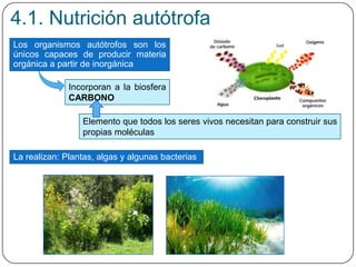 Incorporan a la biosfera
CARBONO
4.1. Nutrición autótrofa
Los organismos autótrofos son los
únicos capaces de producir materia
orgánica a partir de inorgánica
Elemento que todos los seres vivos necesitan para construir sus
propias moléculas
La realizan: Plantas, algas y algunas bacterias
 