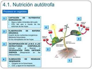 CAPTACIÓN DE NUTRIENTES
INORGÁNICOS
• Agua y sales minerales del suelo
• CO2 del aire a través de los
estomas de las hojas
4.1. Nutrición autótrofa
Procesos en vegetales
1
1
2
3
4
ELABORACIÓN DE MATERIA
ORGÁNICA
A partir de los nutrientes inorgánicos
Mediante fotosíntesis
En los cloroplastos de las hojas
2
INCORPORACIÓN DE LA M.O. A LAS
ESTRUCTURAS CORPORALES
(circula por el floema) o
DEGRADACIÓN PARA OBTENER
ENERGÍA (Respiración en las
mitocondrias)
ELIMINACIÓN DE RESIDUOS
GENERADOS
• Oxígeno en la fotosíntesis
• CO2 y agua en la respiración
3
4
4
 