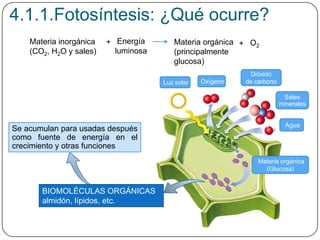 Luz solar
Agua
Dióxido
de carbonoOxígeno
Sales
minerales
Materia orgánica
(Glucosa)
Materia inorgánica
(CO2, H2O y sales)
Energía
luminosa
+ O2+Materia orgánica
(principalmente
glucosa)
4.1.1.Fotosíntesis: ¿Qué ocurre?
BIOMOLÉCULAS ORGÁNICAS
almidón, lípidos, etc.
Se acumulan para usadas después
como fuente de energía en el
crecimiento y otras funciones
 