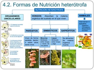 ORGANISMOS
UNICELULARES
4.2. Formas de Nutrición heterótrofa
NUTRICIÓN HETERÓTROFA
HONGOS: Absorben la materia
orgánica del sustrato en el que viven
ANIMALES
PARÁSITOS SIMBIÓTICOS SAPRÓFITOS
Viven de forma
parásita dentro
o sobre otros
seres vivos
Se alimentan
de materia
orgánica
muerta
Micorriza
Simbiosis
entre hongo
y raíces de
una planta
Liquen
Simbiosis
entre hongo
y alga
Intervienen 4
aparatos:
- Digestivo
- Circulatorio
- Respiratorio
- Excretor
 