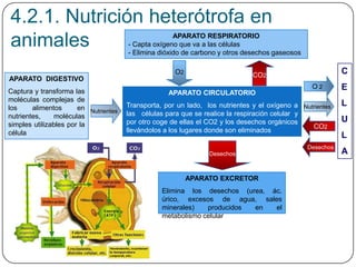 APARATO DIGESTIVO
Captura y transforma las
moléculas complejas de
los alimentos en
nutrientes, moléculas
simples utilizables por la
célula
APARATO RESPIRATORIO
- Capta oxígeno que va a las células
- Elimina dióxido de carbono y otros desechos gaseosos
APARATO CIRCULATORIO
Transporta, por un lado, los nutrientes y el oxígeno a
las células para que se realice la respiración celular y
por otro coge de ellas el CO2 y los desechos orgánicos
llevándolos a los lugares donde son eliminados
APARATO EXCRETOR
Elimina los desechos (urea, ác.
úrico, excesos de agua, sales
minerales) producidos en el
metabolismo celular
C
E
L
U
L
A
Nutrientes
Nutrientes
O2
O 2
CO2
Desechos
CO2
Desechos
4.2.1. Nutrición heterótrofa en
animales
 
