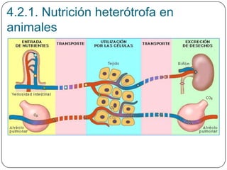4.2.1. Nutrición heterótrofa en
animales
 