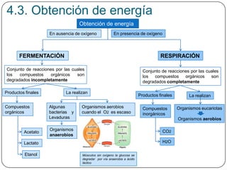 Obtención de energía
4.3. Obtención de energía
RESPIRACIÓNFERMENTACIÓN
Conjunto de reacciones por las cuales
los compuestos orgánicos son
degradados completamente
La realizan
Organismos eucariotas
Organismos aerobios
Conjunto de reacciones por las cuales
los compuestos orgánicos son
degradados incompletamente
Compuestos
inorgánicos
Productos finales
Compuestos
orgánicos
La realizan
Organismos aerobios
cuando el O2 es escaso
Organismos
anaerobios
CO2
H2O
Acetato
Lactato
Etanol
Productos finales
En presencia de oxígenoEn ausencia de oxígeno
Algunas
bacterias y
Levaduras
Músculos sin oxígeno la glucosa se
degradar por vía anaerobia a ácido
láctico
 