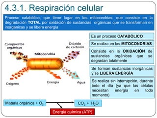4.3.1. Respiración celular
Proceso catabólico, que tiene lugar en las mitocondrias, que consiste en la
degradación TOTAL por oxidación de sustancias orgánicas que se transforman en
inorgánicas y se libera energía
Es un proceso CATABÓLICO
Se realiza en las MITOCONDRIAS
Consiste en la OXIDACIÓN de
sustancias orgánicas que se
degradan totalmente
CO2 + H2OMateria orgánica + O2
Energía química (ATP)
Se forman sustancias inorgánicas
y se LIBERA ENERGÍA
Se realiza sin interrupción, durante
todo el día (ya que las células
necesitan energía en todo
momento)
 