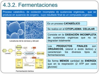 4.3.2. Fermentaciones
Proceso catabólico, de oxidación incompleta de sustancias orgánicas, que se
produce en ausencia de oxígeno, cuyo resultado final es un compuesto orgánico.
Es un proceso CATABÓLICO
Se realiza en el CITOPLASMA CELULAR
Consiste en la OXIDACIÓN INCOMPLETA
de sustancias orgánicas que no se
degradan totalmente
Los PRODUCTOS FINALES son
ORGÁNICOS, (etanol o ácido láctico) y
caracterizan los diversos tipos de
fermentaciones
Se forma MENOS cantidad de ENERGÍA
que en la respiración (2 ATP por cada
glucosa)
Levaduras de la cerveza y del pan
Fermentación láctica
 