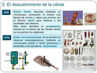 2. El descubrimiento de la célula
Robert Hooke. Describe mediante un
microscopio compuesto (2 lentes) una
lámina de corcho y utiliza por primera vez
el término célula para referirse a las
cavidades que observa.
Más tarde identifica el protoplasma
(líquido en el interior de las células donde
se encuentran los orgánulos
1665
1676 Anton van leeuwenhoek. Es el primero en
observar microorganismos, mediante un
microscopio simple (1 lente) (protozoos y
bacterias) a los que llama “animáculos”
 