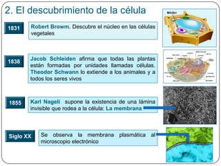 2. El descubrimiento de la célula
Robert Browm. Descubre el núcleo en las células
vegetales
1831
1838
Jacob Schleiden afirma que todas las plantas
están formadas por unidades llamadas células.
Theodor Schwann lo extiende a los animales y a
todos los seres vivos
1855 Karl Nageli supone la existencia de una lámina
invisible que rodea a la célula: La membrana
Siglo XX Se observa la membrana plasmática al
microscopio electrónico
 