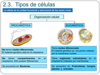 EUCARIÓTICAPROCARIÓTICA
Tiene núcleo diferenciado
El material genético se encuentra rodeado
por la membrana nuclear
Tiene orgánulos subcelulares en el
citoplasma rodeados por membranas
Se encuentra en: Protoctistas, hongos,
plantas y animales.
No tienen núcleo diferenciado
El material genético está en el citoplasma
No tienen compartimentos en el
citoplasma. Sólo poseen Ribosomas
Se encuentra en: Bacterias
Organización celular
La célula es la unidad funcional y estructural de los seres vivos
2.3. Tipos de células
 