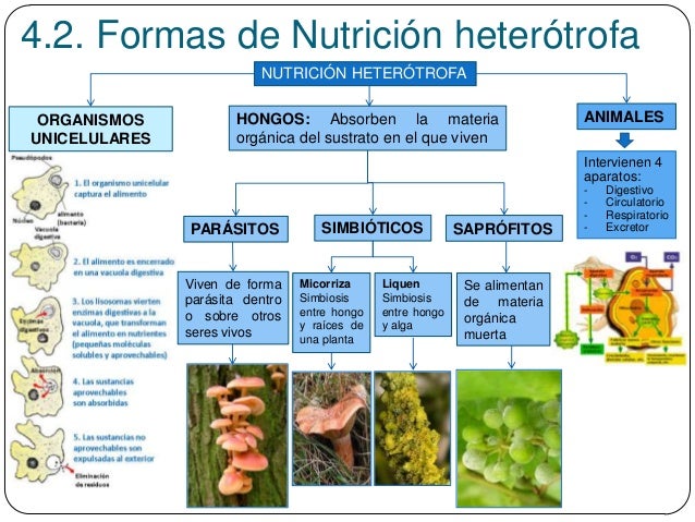 Cuales Son Las Fases De La Nutricion Heterotrofa