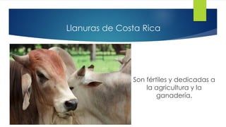 Llanuras de Costa Rica
Son fértiles y dedicadas a
la agricultura y la
ganadería.
 