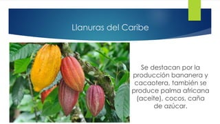 Llanuras del Caribe
Se destacan por la
producción bananera y
cacaotera, también se
produce palma africana
(aceite), cocos, caña
de azúcar.
 