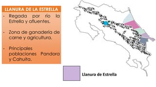 LLANURA DE LA ESTRELLA
- Regada por río la
Estrella y afluentes.
- Zona de ganadería de
carne y agricultura.
- Principales
poblaciones Pandora
y Cahuita.
Llanura de Estrella
 