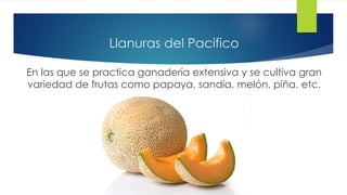 Llanuras del Pacifico
En las que se practica ganadería extensiva y se cultiva gran
variedad de frutas como papaya, sandía, melón, piña, etc.
 