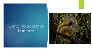 Clima Tropical Muy
Húmedo
 