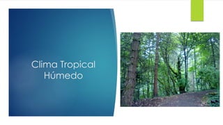 Clima Tropical
Húmedo
 