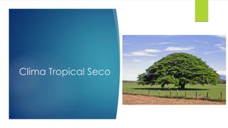 Clima Tropical Seco
 