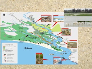 Doñana
 