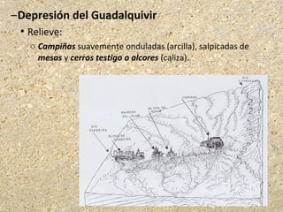 –Depresión del Guadalquivir
 Relieve:
o Campiñas suavemente onduladas (arcilla), salpicadas de
mesas y cerros testigo o alcores (caliza).
 