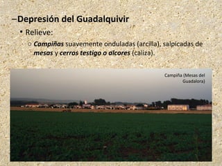 –Depresión del Guadalquivir
 Relieve:
o Campiñas suavemente onduladas (arcilla), salpicadas de
mesas y cerros testigo o alcores (caliza).
Campiña (Mesas del
Guadalora)
 