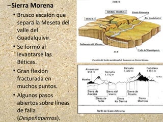 –Sierra Morena
 Brusco escalón que
separa la Meseta del
valle del
Guadalquivir.
 Se formó al
levantarse las
Béticas.
 Gran flexión
fracturada en
muchos puntos.
 Algunos pasos
abiertos sobre líneas
de falla
(Despeñaperros).
 
