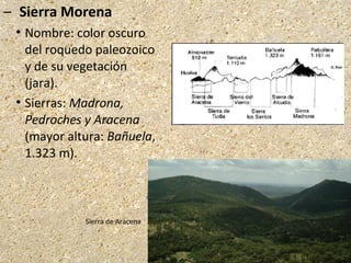 – Sierra Morena
 Nombre: color oscuro
del roquedo paleozoico
y de su vegetación
(jara).
 Sierras: Madrona,
Pedroches y Aracena
(mayor altura: Bañuela,
1.323 m).
Sierra de Aracena
 