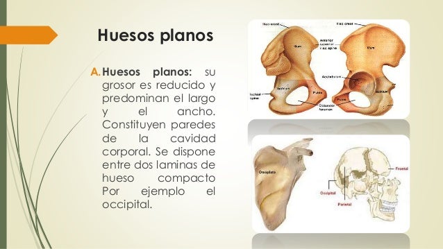 Tema 1 huesos y planos anatomicos