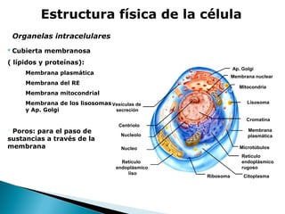 Estructura física de la célula
Organelas intracelulares
 Cubierta membranosa
( lípidos y proteínas):
Ap. Golgi

Membrana plasmática

Membrana nuclear

Membrana del RE

Mitocondria

Membrana mitocondrial
Membrana de los lisosomas Vesículas de
secreción
y Ap. Golgi

Lisosoma

Cromatina

 Poros: para el paso de
sustancias a través de la
membrana

Centriolo

Membrana
plasmática

Nucleolo

Microtúbulos

Nucleo
Retículo
endoplásmico
liso

Retículo
endoplásmico
rugoso
Ribosoma

Citoplasma

 