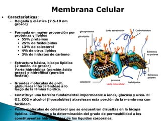 Membrana Celular
•

Características:

– Delgada y elástica (7.5-10 nm
grosor)
– Formada en mayor proporción por
proteínas y lípidos
• 55% proteínas
• 25% de fosfolípidos
• 13% de colesterol
• 4% de otros lípidos
• 3% de hidratos de carbono

glicoproteína

Lado extracelular

Carbohidratos

glicolípido

Extremos
no polares

– Estructura básica, bicapa lipídica
(2 moléc. de grosor)
Parte hidrofóbica (porción ácido
graso) e hidrofílica (porción
fosfato)
– Grandes moléculas de prot.
globulares intercalándose a lo
largo de la lámina lipídica.

Extremos
polares
colesterol

proteína
s
Lado intracelular

fosfolípidos

– Constituye una barrera fundamental impermeable a iones, glucosa y urea. El
O2, CO2 y alcohol (liposolubles) atraviesan esta porción de la membrana con
facilidad.
– Posee moléculas de colesterol que se encuentran disueltas en la bicapa
lipídica. Contribuye a la determinación del grado de permeabilidad a los
constituyentes hidrosolubles de los líquidos corporales.

 