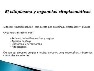 El citoplasma y organelas citoplasmáticas

•Citosol: fracción soluble compuesto por proteínas, electrolitos y glucosa
•Organelas intracelulares:
•Retículo endoplásmico:liso y rugoso
•Aparato de Golgi
•Lisosomas y peroxisomas
•Mitocondrias
•Dispersos: glóbulos de grasa neutra, glóbulos de glicoproteínas, ribosomas
y vesículas secretorias

 