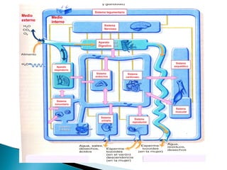 Medio
externo

Sistema tegumentario

Medio
interno
Sistema
Nervioso

Aparato
Digestivo

Sistema
esquelético

Aparato
respiratorio
Sistema
endocrino

Sistema
cardiovasc.

Sistema
inmunitario
Sistema
muscular
Sistema
urinario

Sistema
reproductor

 