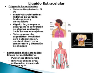 •

•

Liquido Extracelular

Origen de los nutrientes
– Sistema Respiratorio: El
O2
– Tracto Gastrointestinal:
Hidratos de Carbono,
ácidos grasos y
aminoácidos
– Hígado: Órgano que se
encarga de la conversión
de algunas sustancias
hacia formas manejables.
– Sistema muscular
esquelético: Movilidad
para autoprotección,
mantenimiento de la
temperatura y obtención
de alimento
Eliminación de los productos
finales del metabolismo:
– Pulmones: Elimina CO2
– Riñones: Elimina úrea,
ácido úrico, excesos de
iones y agua

 