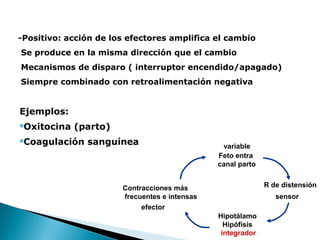 -Positivo: acción de los efectores amplifica el cambio
Se produce en la misma dirección que el cambio
Mecanismos de disparo ( interruptor encendido/apagado)
Siempre combinado con retroalimentación negativa

Ejemplos:
Oxitocina (parto)



Coagulación sanguínea



variable
Feto entra
canal parto
R de distensión

Contracciones más
frecuentes e intensas
efector

sensor
Hipotálamo
Hipófisis
integrador

 