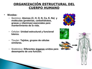 ORGANIZACIÓN ESTRUCTURAL DEL
CUERPO HUMANO
•

Niveles:
– Químico: Atomos (C, H, O, N, Ca, K, Na) y
moléculas (proteínas, carbohidratos,
grasas y vitaminas) esenciales para
mantenimiento de la vida.
– Celular: Unidad estructural y funcional
básica.
– Tisular: Tejidos, grupos de células
similares.
– Sistémico: Diferentes órganos unidos para
desempeño de una función.

 