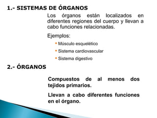 1.- SISTEMAS DE ÓRGANOS
Los órganos están localizados en
diferentes regiones del cuerpo y llevan a
cabo funciones relacionadas.
Ejemplos:


Músculo esquelético



Sistema cardiovascular



Sistema digestivo

2.- ÓRGANOS
Compuestos de
tejidos primarios.

al

menos

dos

Llevan a cabo diferentes funciones
en el órgano.

 