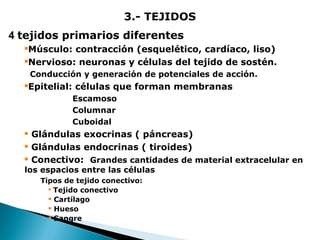 3.- TEJIDOS
4 tejidos primarios diferentes
Músculo: contracción (esquelético, cardíaco, liso)
Nervioso: neuronas y células del tejido de sostén.


Conducción y generación de potenciales de acción.

Epitelial: células que forman membranas



Escamoso
Columnar
Cuboidal




Glándulas exocrinas ( páncreas)
Glándulas endocrinas ( tiroides)
Conectivo: Grandes cantidades de material extracelular en

los espacios entre las células
Tipos de tejido conectivo:

Tejido conectivo
 Cartílago
 Hueso
 Sangre

 