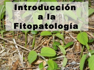 Introducción
     a la
Fitopatología
 