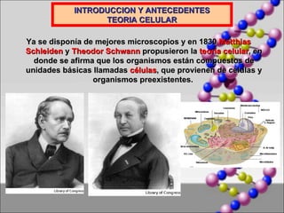 INTRODUCCION Y ANTECEDENTES TEORIA CELULAR Ya se disponía de mejores microscopios y en 1830  Matthias Schleiden  y  Theodor Schwann  propusieron la  teoría celular , en donde se afirma que los organismos están compuestos de unidades básicas llamadas  células , que provienen de células y organismos preexistentes.   
