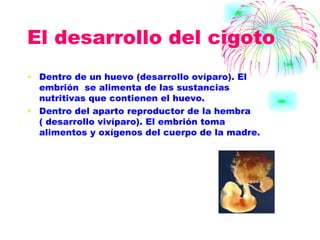 El desarrollo del cigoto  Dentro de un huevo (desarrollo ovíparo). El embrión  se alimenta de las sustancias nutritivas que contienen el huevo. Dentro del aparto reproductor de la hembra ( desarrollo vivíparo). El embrión toma alimentos y oxígenos del cuerpo de la madre. 