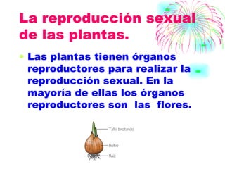 La reproducción sexual  de las plantas. Las plantas tienen órganos reproductores para realizar la reproducción sexual. En la mayoría de ellas los órganos reproductores son  las  flores. 