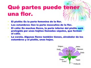 Qué partes puede tener una flor. El pistilo: Es la parte femenina de la flor. Los estambres: Son la parte masculina de la flor. El cáliz: En muchas flores, la parte inferior del pistilo está protegida por unas hojitas llamadas sépalos, que forman el cáliz. La corola. Algunas flores también tienen, alrededor de los estambres y el pistilo, unas hojas.  