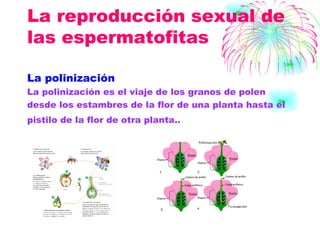 La reproducción sexual de las espermatofitas  La polinización La polinización es el viaje de los granos de polen desde los estambres de la flor de una planta hasta el pistilo de la flor de otra planta..   