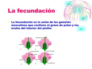 La fecundación La fecundación es la unión de los gametos masculinos que contiene el grano de polen y los óvulos del interior del pistilo. 