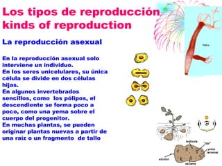 Los tipos de reproducción kinds of reproduction La reproducción asexual En la reproducción asexual solo interviene un individuo. En los seres unicelulares, su única célula se divide en dos células hijas. En algunos invertebrados sencillos, como  los pólipos, el descendiente se forma poco a poco, como una yema sobre el cuerpo del progenitor. En muchas plantas, se pueden originar plantas nuevas a partir de una raíz o un fragmento  de tallo 