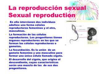 La reproducción sexual Sexual reproduction En ella intervienen dos individuos adultos: uno forma células reproductoras femeninas y el otro, masculinas. La formación de las células reproductoras. Los progenitores tienen órganos reproductores en los que se forman las células reproductoras o gametos. La fecundación. Es la unión  de un gameto femenino y uno masculino para formar una única célula llamada cigoto. El desarrollo del cigoto, que origina el descendiente, cuyas características serán una mezcla de las  de sus dos progenitores. 